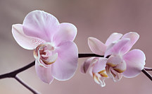 Tapeta Orchidea 29017 - vliesová
